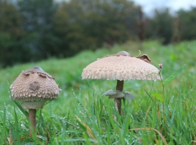 The joy of foraging, parasol mushrooms 